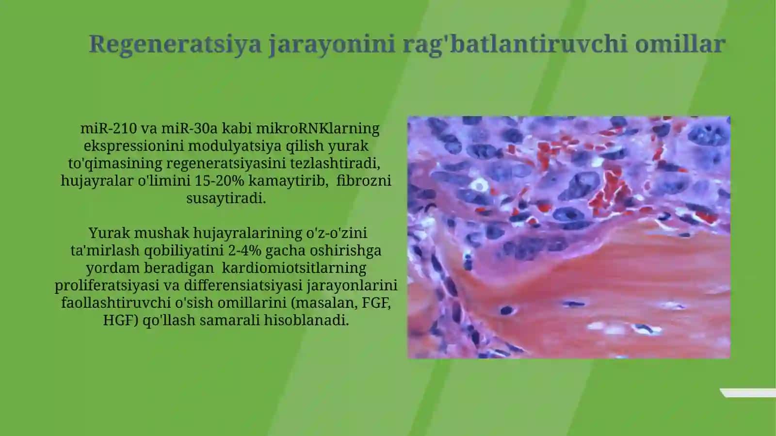Yurak mushagi regeneratsiyasi 4