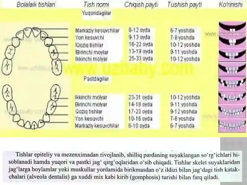 Tishlarning umumiy anatomiyasi 4