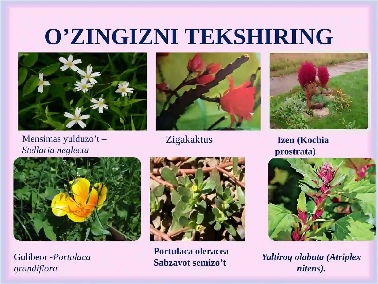 Chinnigulkabilar va chinniguldoshlar 4