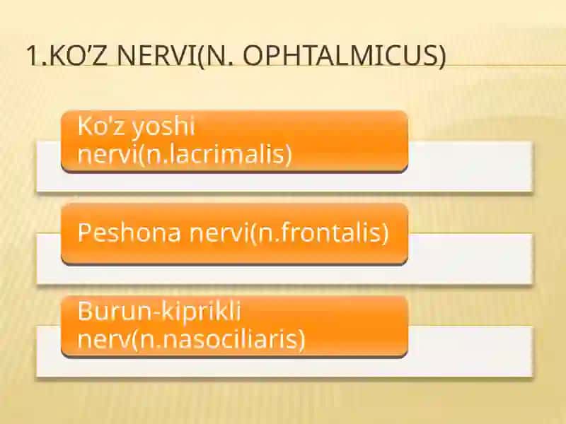 V juft bosh miya nervi 4