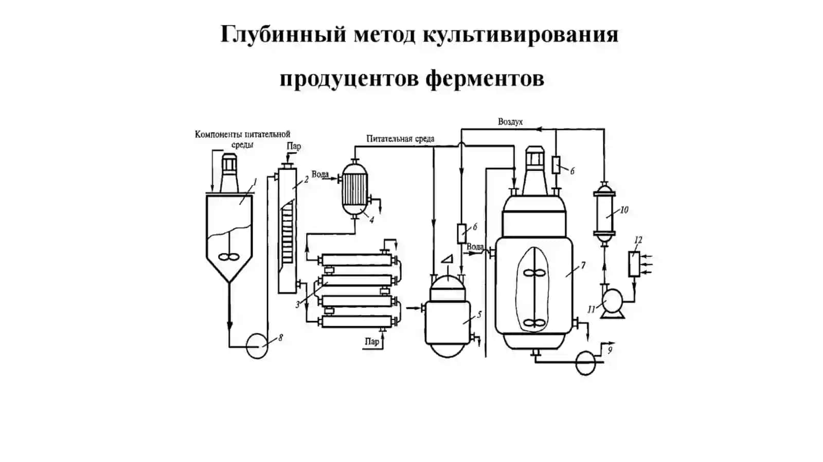 Lipaza fermentlari 4