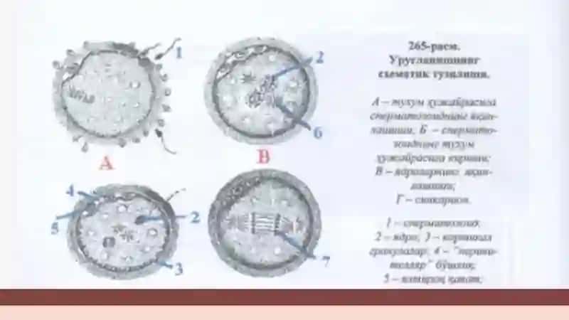 Odam embriologiyasi gistologiyasi 4