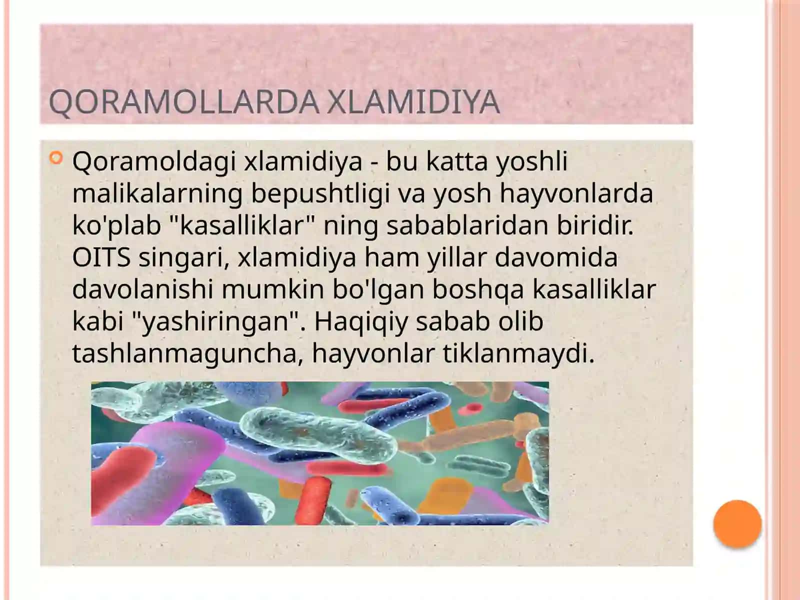 XLAMIDIYALAR TARIFI 4