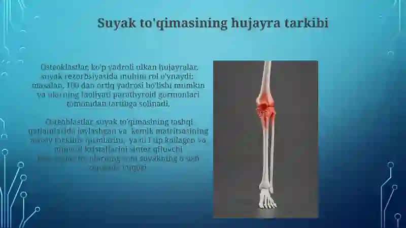 Suyak to'qimasining gista tuzilishi 4