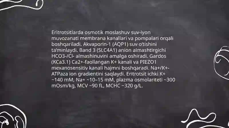 Qizil qon tanachalarining adaptiv xususiyatlari 4