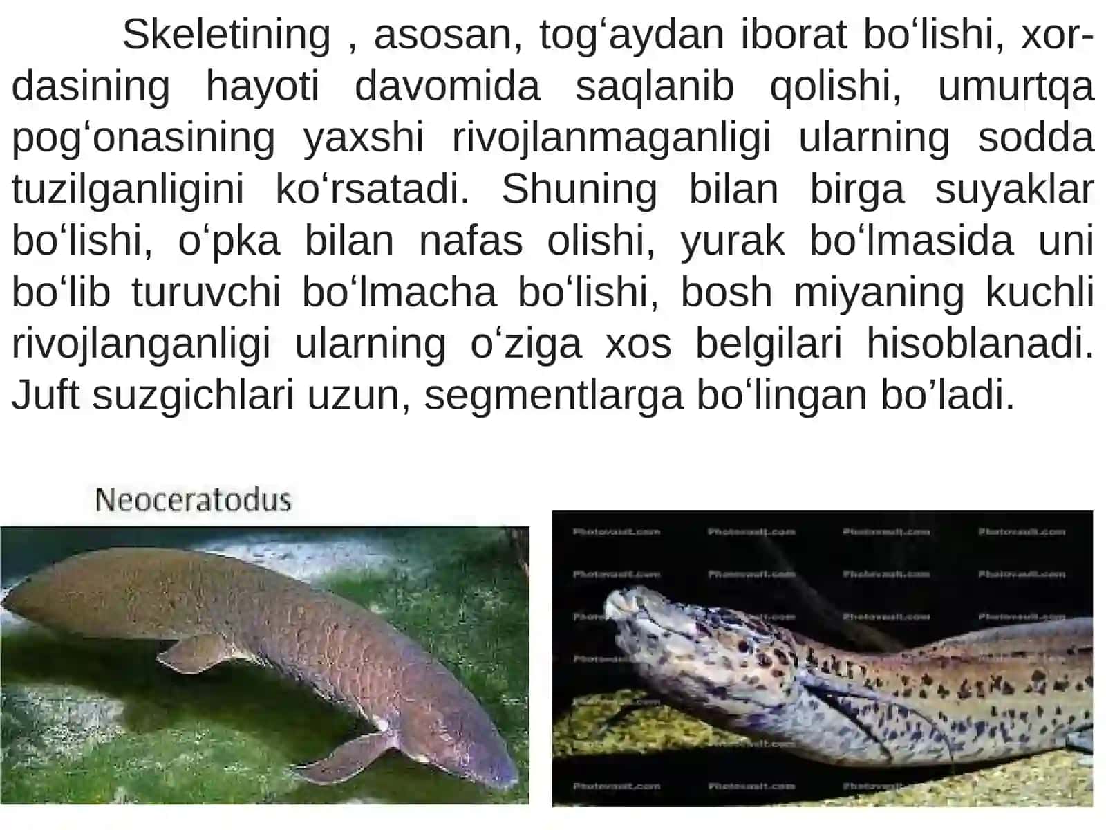 Ikkixilnafasoluvchilarkenjasinfi 4