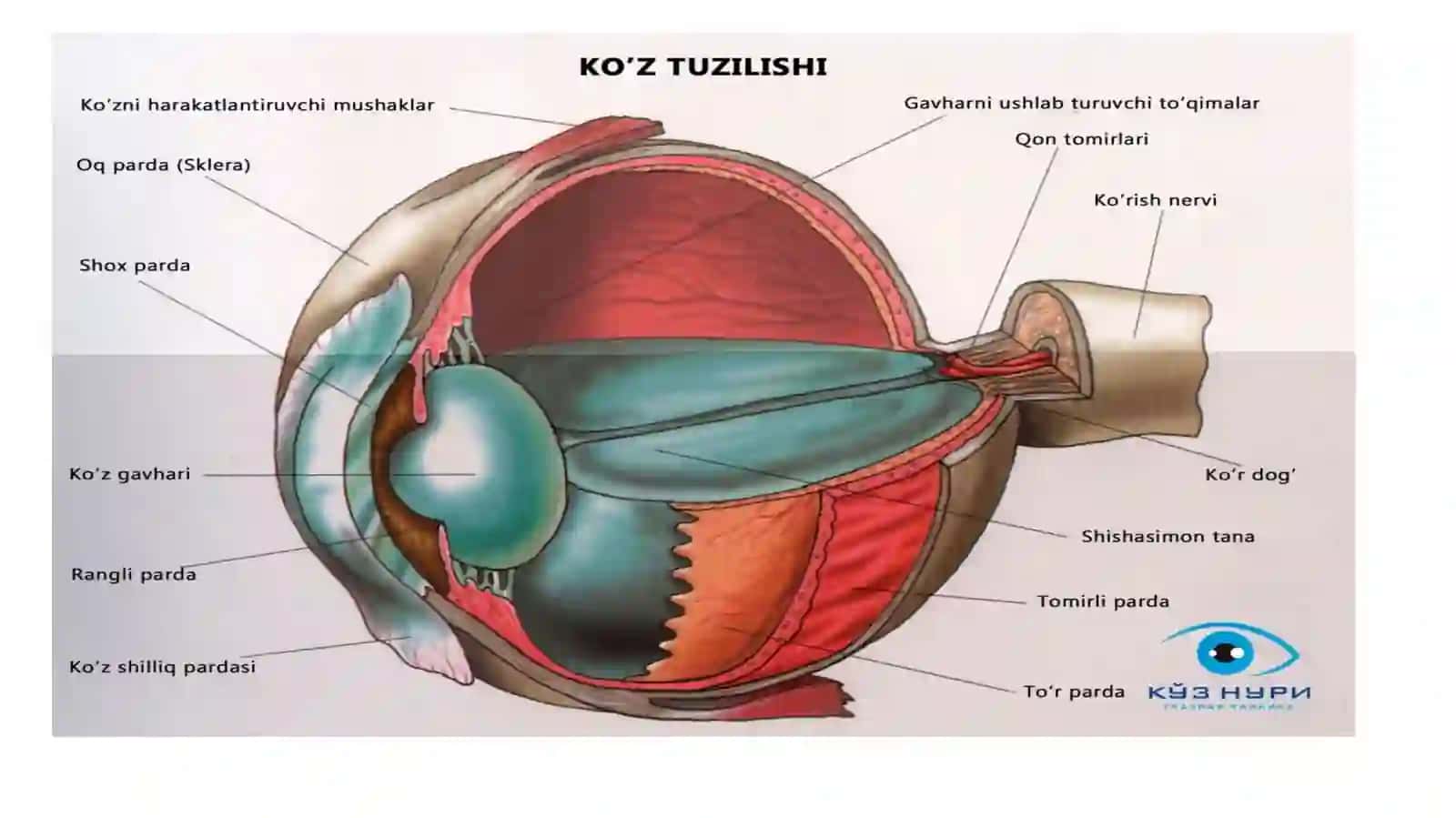 Ko’zning a’zolari anatomiyasi 4