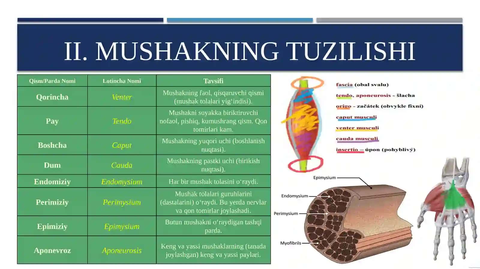 Mushaklar haqida ta`limot 4
