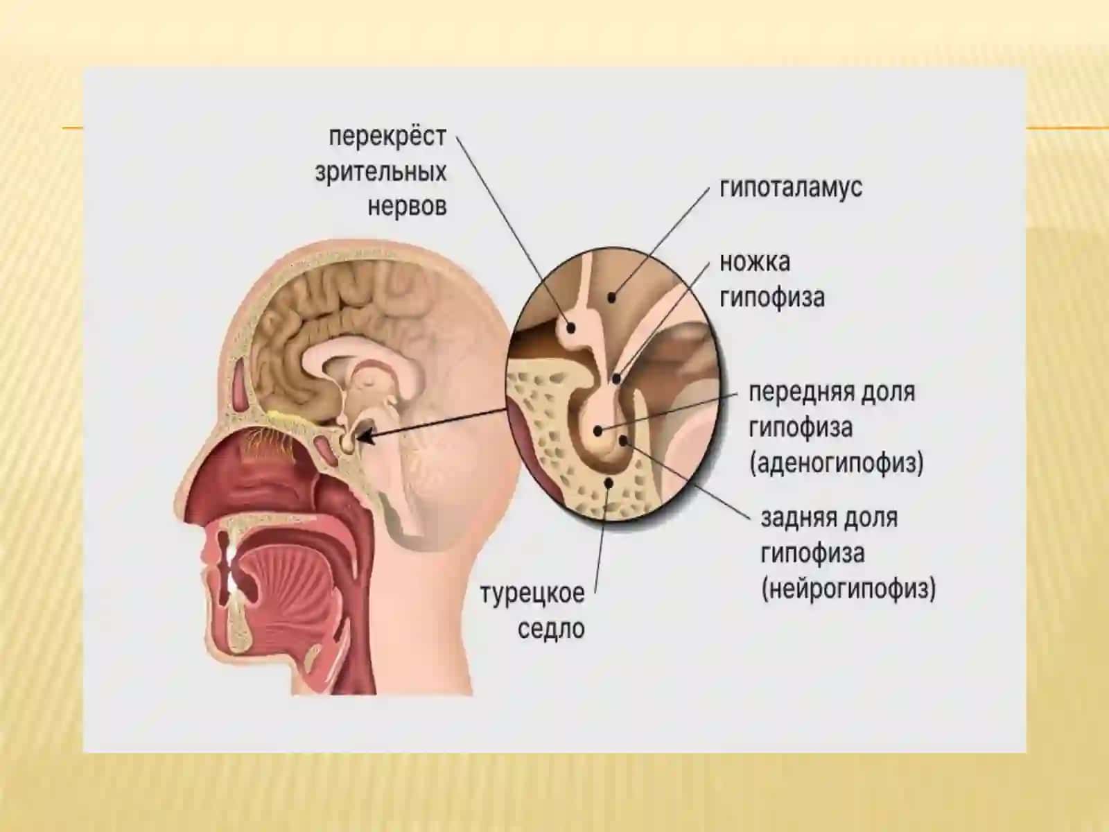 ГОРМОНЛАР 4