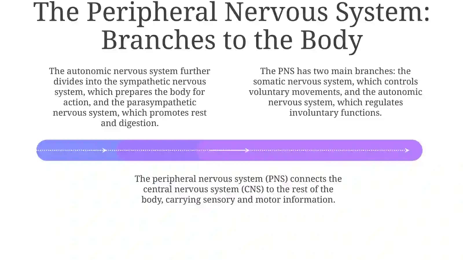 The Brain's Structure and Function 4