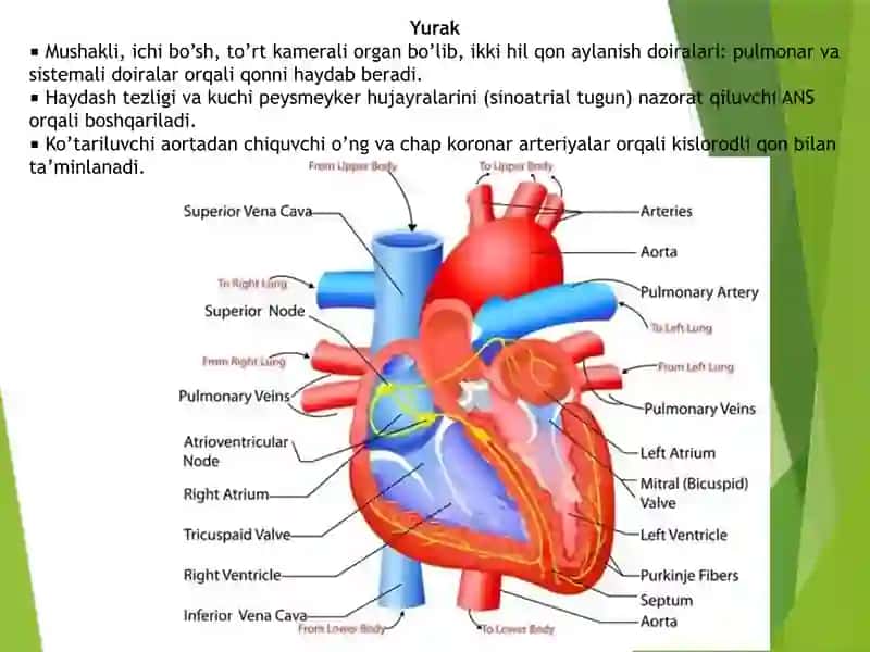 SIRKULATOR SISTEMA VA ORGANLAR SISTEMASI 4