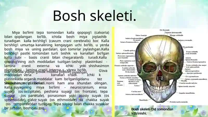 Boshskeleti. Kallasuyaklari 4