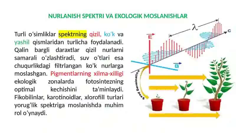 FOTOSINTEZ EKOLOGIYASI 4