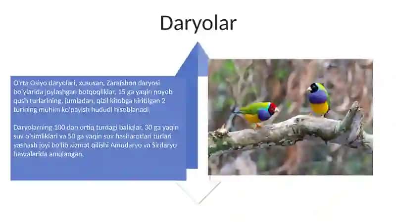 Hayvonlarning yashash muxiti 4