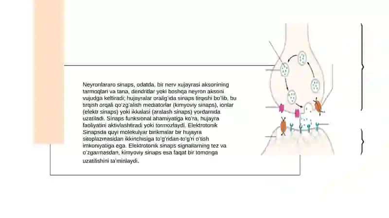 Sinapslar fiziologiyasi 4