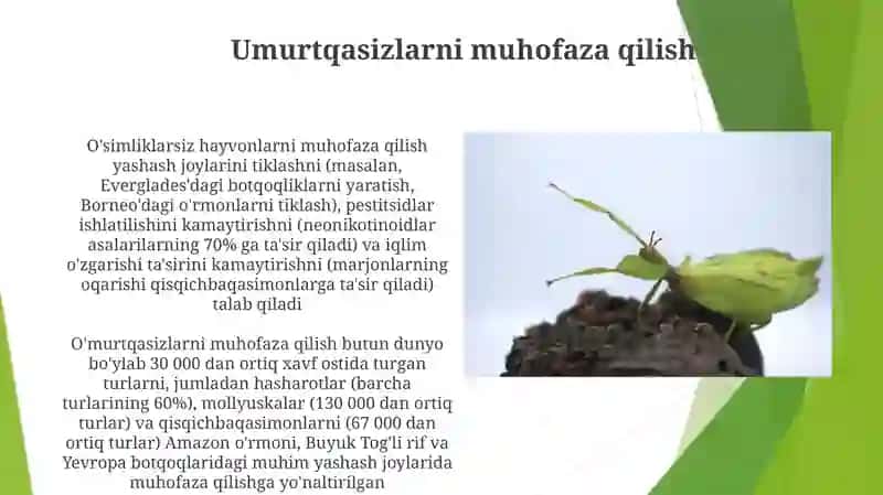 Umurtqasiz hayvonlar 4