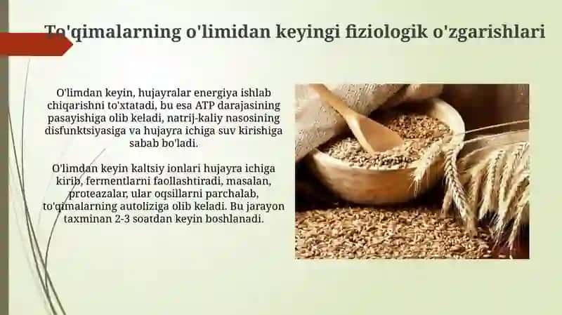 Donni saqlashda kechadigan fiziologik jarayonlar 4