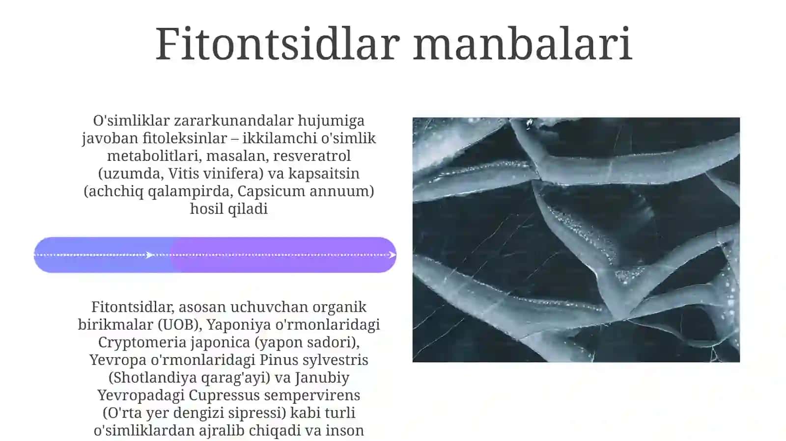 Fitonsidlarvafitoaliksidlar 4