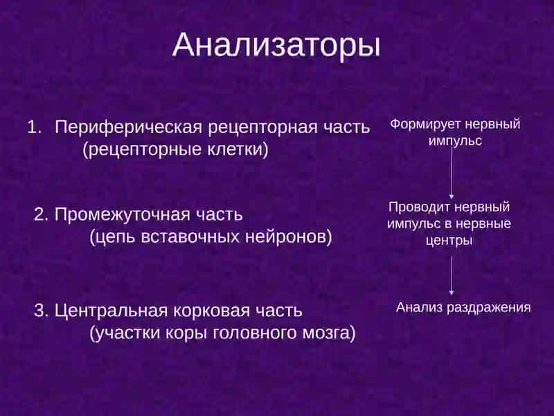 ОРГАНЫ ЧУВСТВ 4