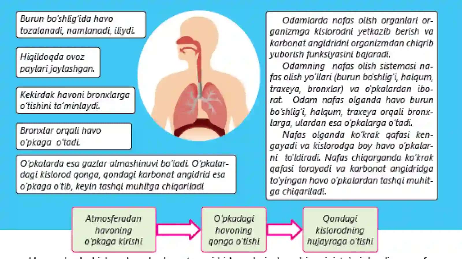 TIRIKORGANIZMLARNING NAFASOLISHI 4