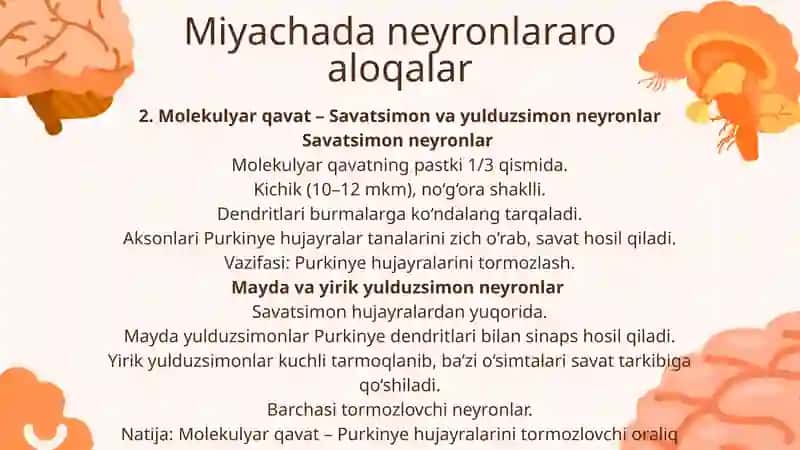 Miyachada neyronlararo aloqalar 4