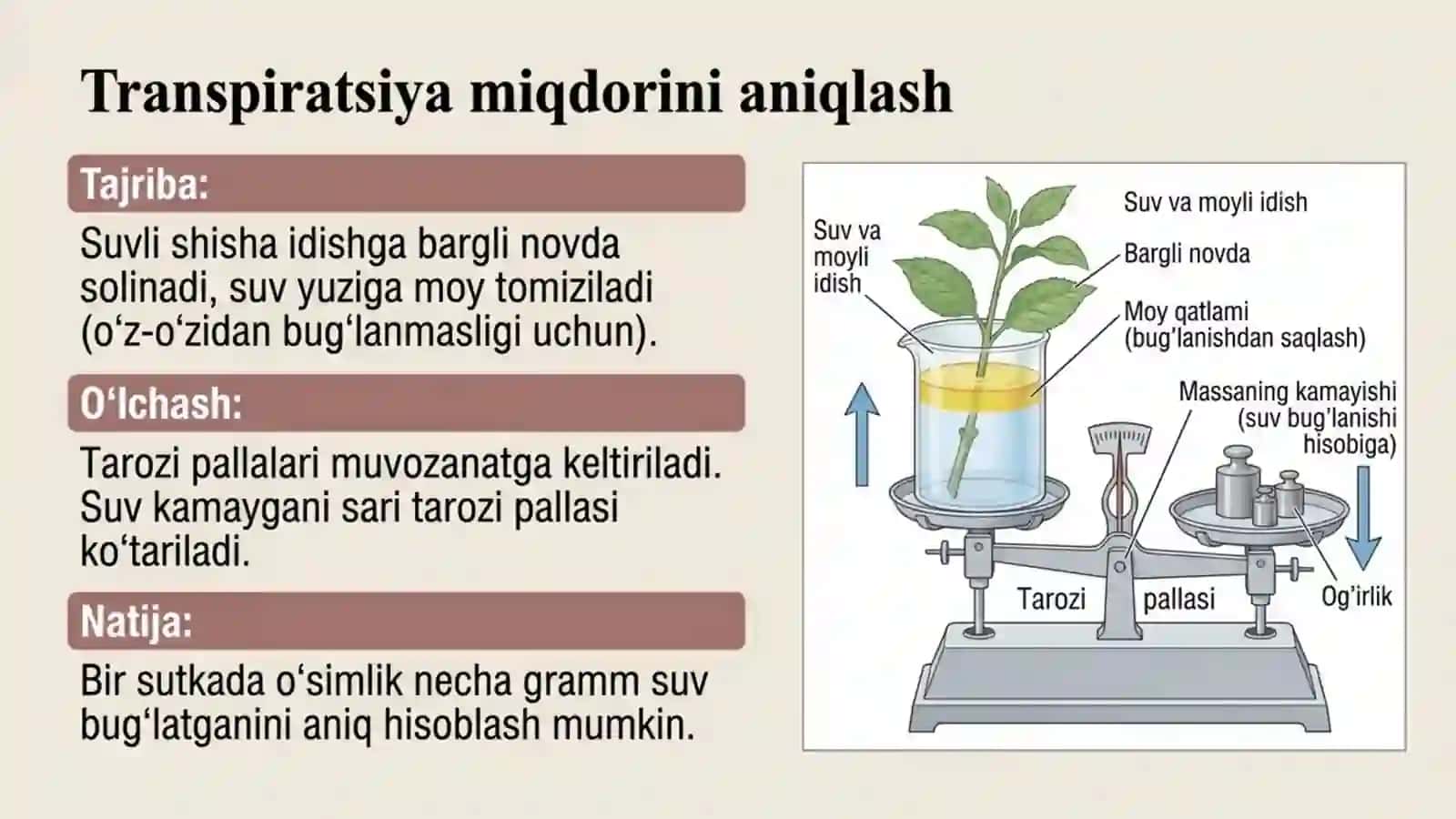 O'simliklarning suv bug'latishi va ekologik guruhlari 4