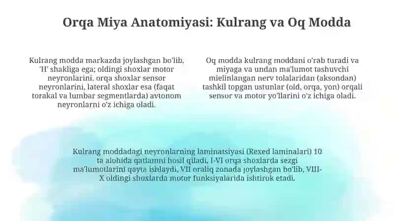 Neyron. Orqa miya tuzilishi 4