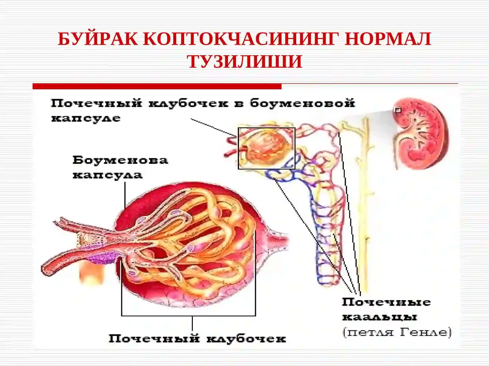 БОЛАЛАРДА ГЛОМЕРУЛОНЕФРИТЛАР GLOMERULONEPHRITISAT CHILDREN 4