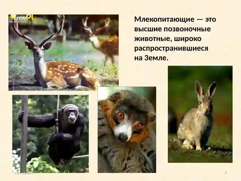 Класс Млекопитающие 4
