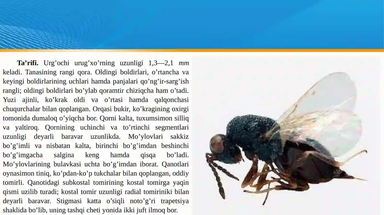 Yapon saforasining zarar kunandalari 4