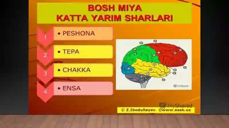 BOSH MIYANING TUZILISHI 4