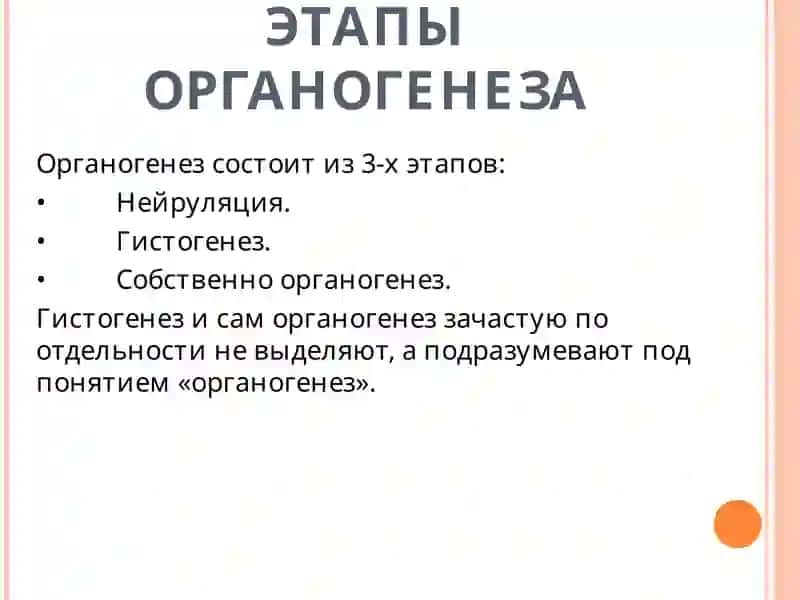 ОРГАНОГЕНЕЗ. ПРОИЗВОДНЫЕ ЭКТОДЕРМЫ 4