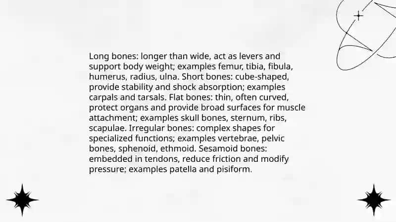 The skeletal system of a human being 4