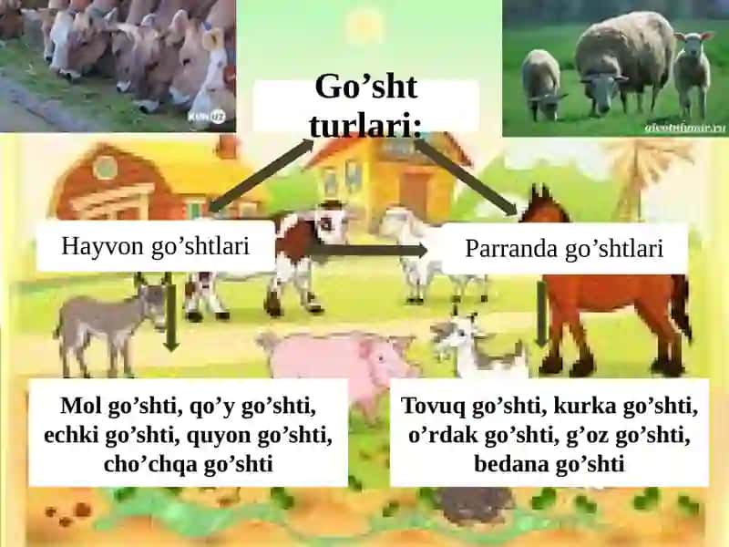 Go’sht va go’sht mahsulotlari 4