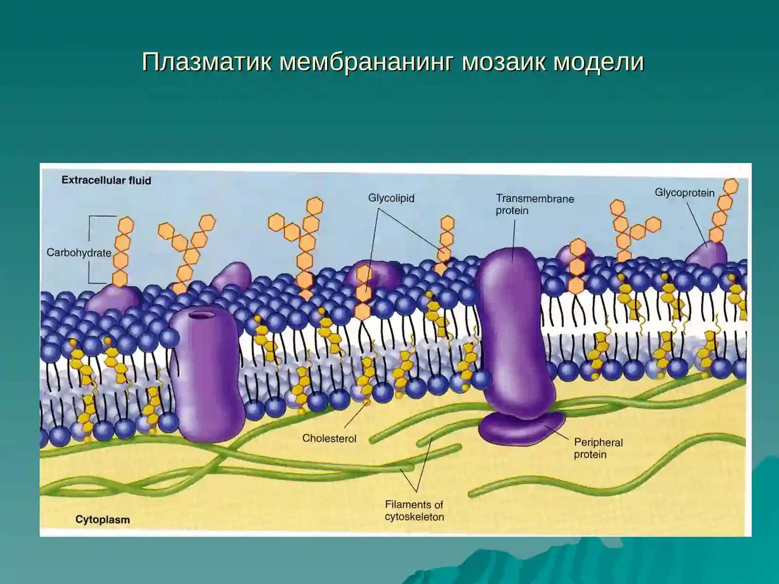 «ЦИТОЛОГИЯ. ЭПИТЕЛИАЛ ТЎҚИМА» 4