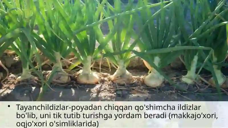 Ildizlarning shakli o'zgarishlar 4