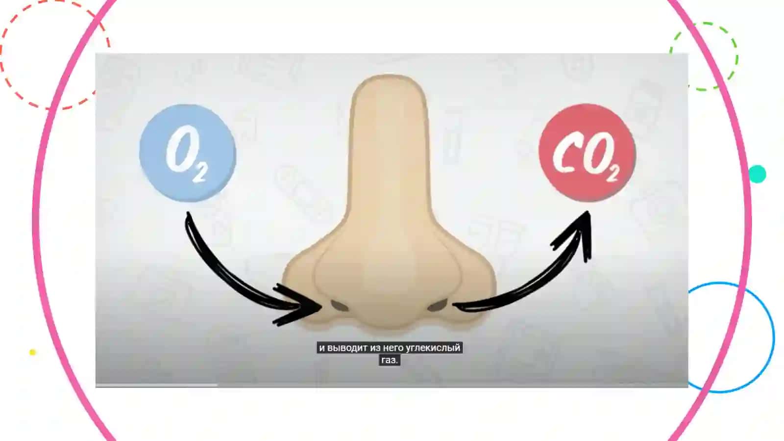 Systemarespiratoria 4