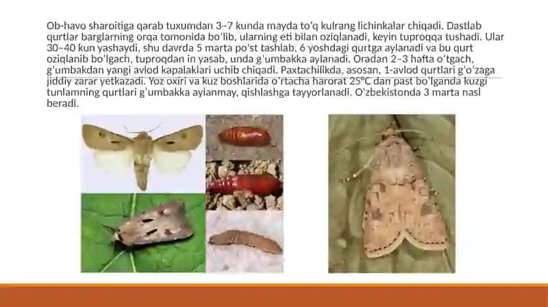 G‘o‘zaning asosiy zararkunandalari 4