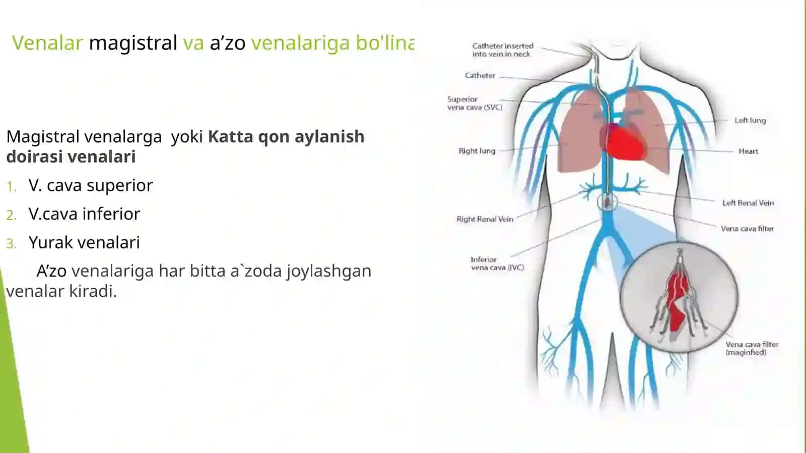 Venoztizimin Funktsional Anatomiyasi 4