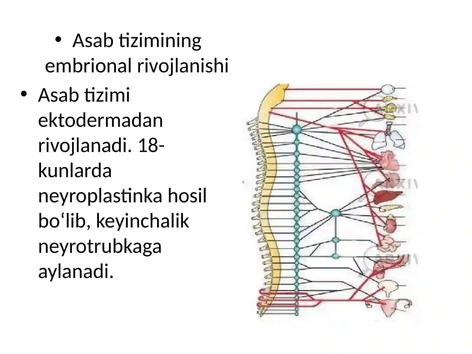 Asab tiziminin embrional rivojlanishi 4