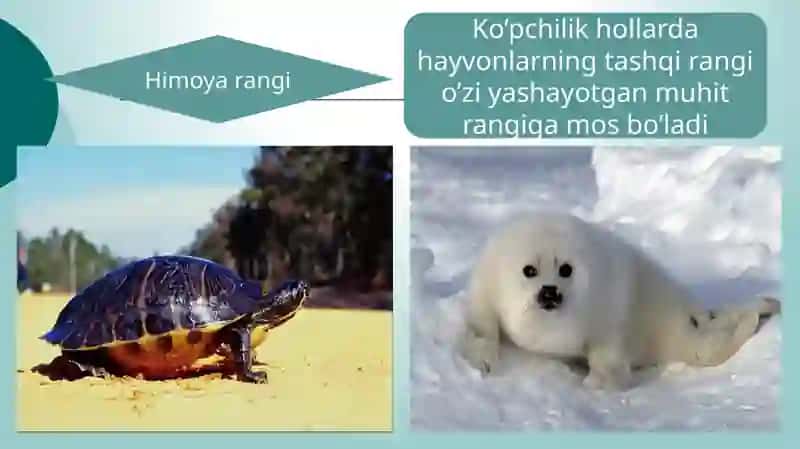 Organik olamdagi moslanishlar –evolyutsiya natijasi 4