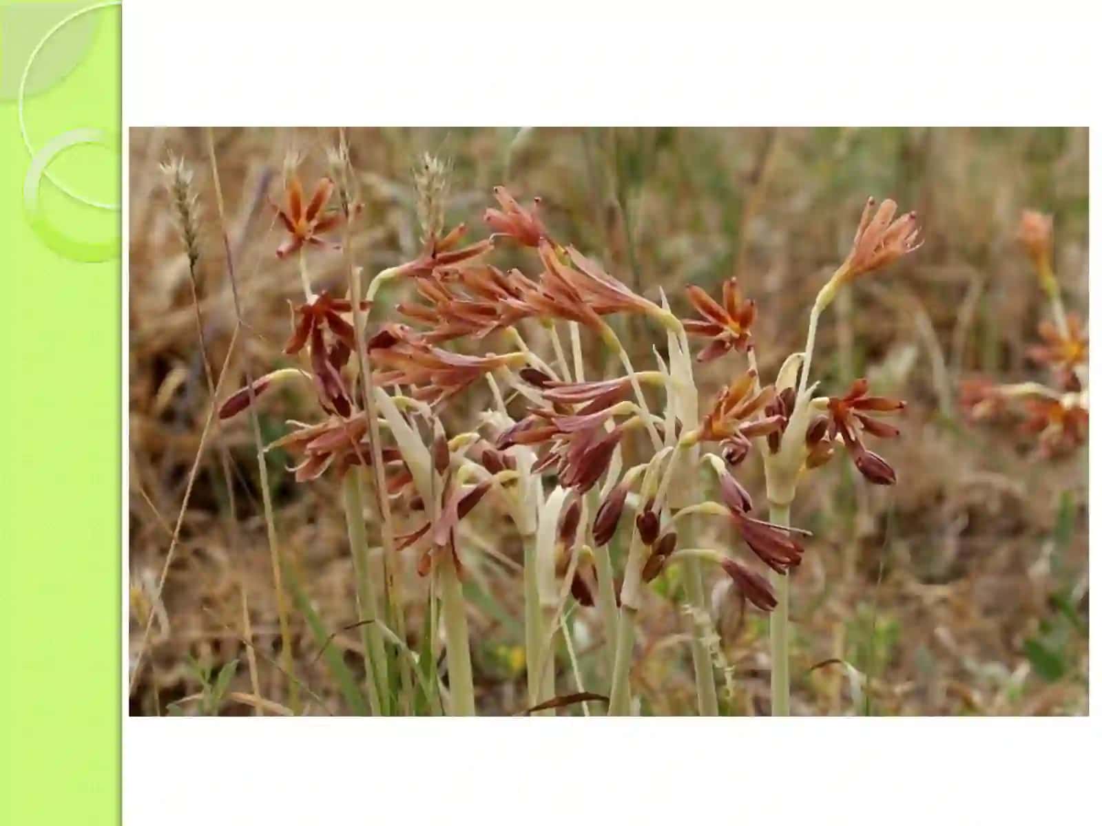 Ungernia o’simligining dorivorligi 4