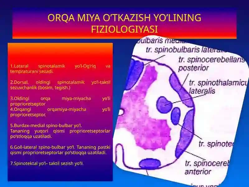 MARKAZIY NERV TIZIMINING FIZIOLOGIYASI 4