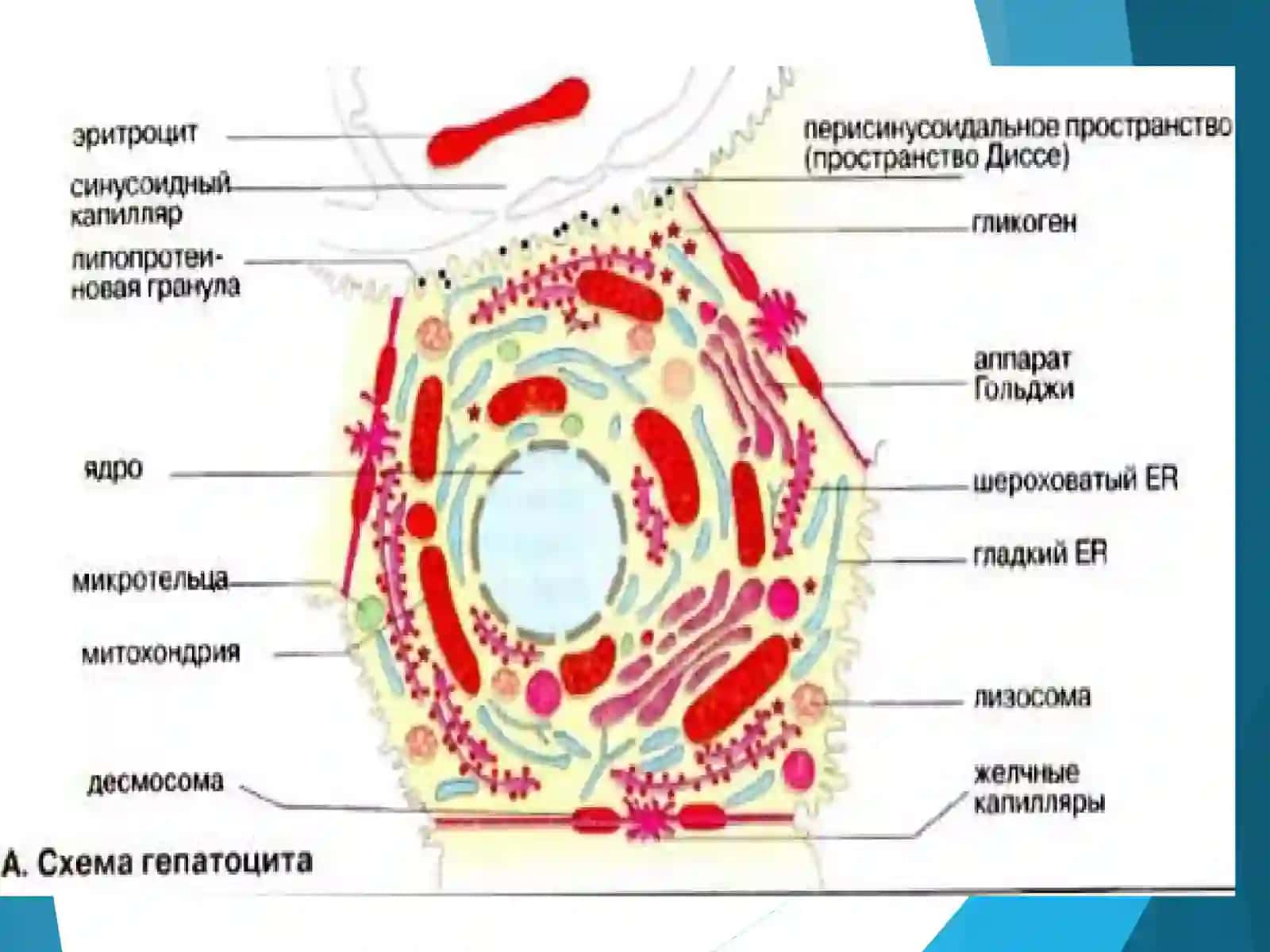 Жигар биокимёси - функционал биокимё 4