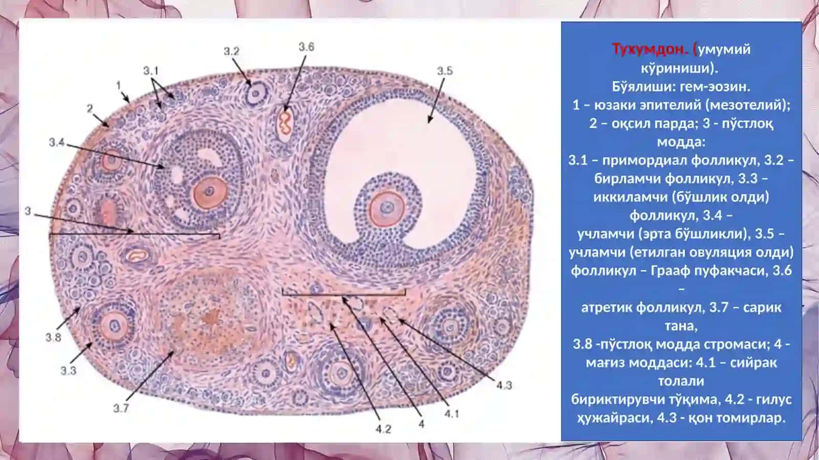 АЁЛЛАР ЖИНСИЙ АЪЗОЛАРИ 4
