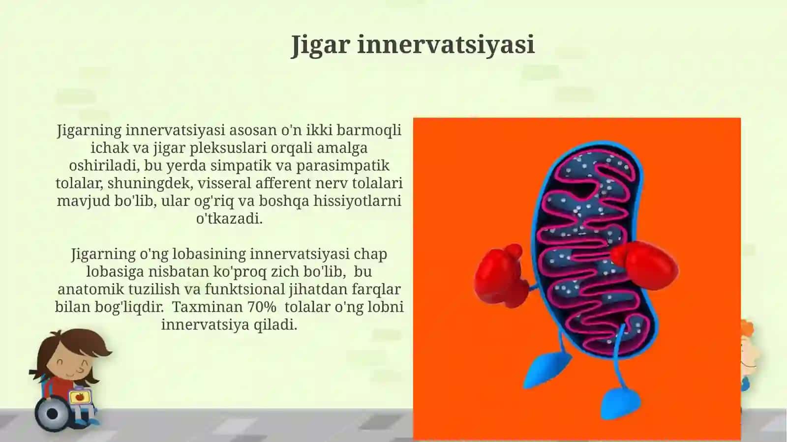 Jigar va o'tpufagianatomiyasi 4