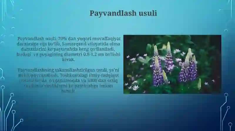 O'simliklarning vegetativ ko'payishi 4