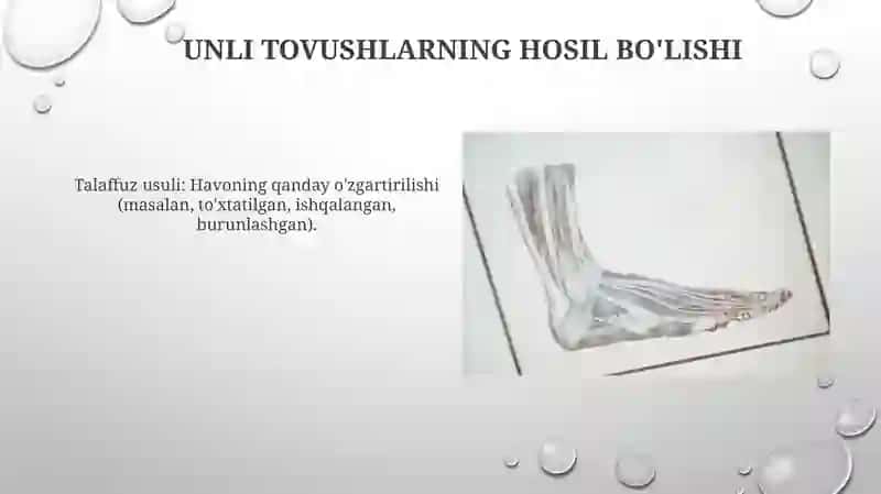 Nutq tovushlarining anatomik fiziologik xususiyatlari 4