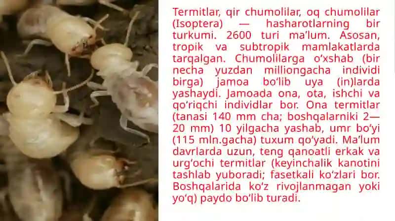 Termitlar 4