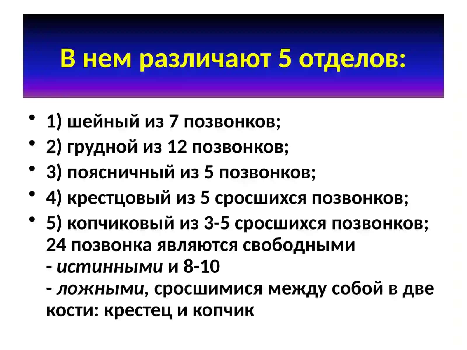 Позвоночный столб(columnavertebralis) 4